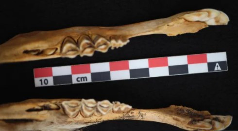 Bốn con lạc đà gồm 1 con màu nâu và 3 con màu trắng chôn chung trong một tòa nhà. Con lạc đà còn lại có màu nâu được chôn trong tòa nhà khác.