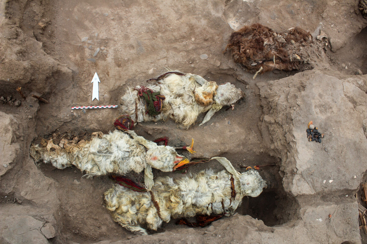 Đặc biệt, các chuyên gia không tìm thấy bất kỳ vết cắt nào ở cổ họng hoặc cơ hoành của 5 con lạc đà. Từ đây, giới chuyên gia đi đến kết luận chúng bị chôn sống.