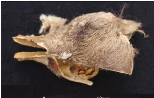 Trên thực tế, các nhà khảo cổ tìm được những tài liệu ghi chép về việc lạc đà nâu được người Inca hiến tế dâng lên thần sáng tạo Viracocha trong khi lạc đà trắng dùng để hiến tế thần Mặt Trời.