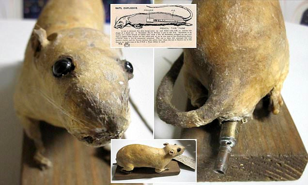 Họ tin rằng những con chuột mang thiết bị nổ có thể phá hủy các nhà máy, tòa nhà có vị trí quan trọng của phát xít Đức.