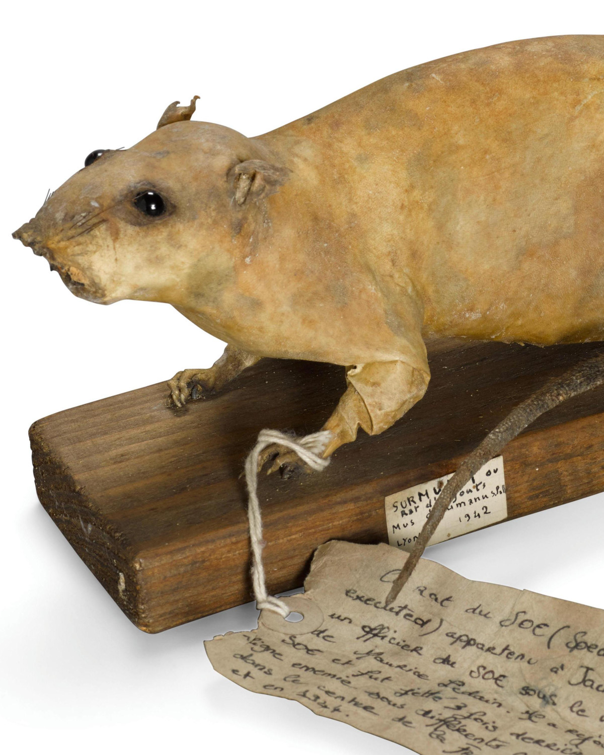 Các nhà khoa học và quan chức thuộc Lực lượng điều hành các hoạt động đặc biệt của Anh (SOE) nảy ra ý tưởng sử dụng chuột làm vũ khí trên.