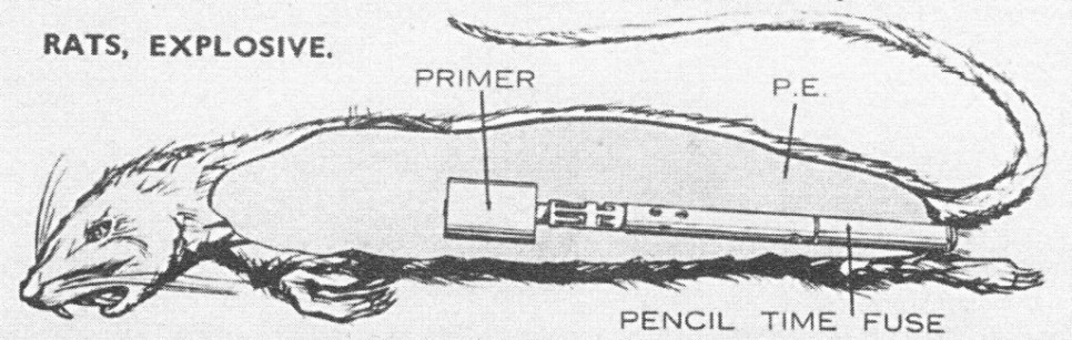 Ngay sau đó, quân Đức tiến hành lùng sục, rà soát nhiều địa điểm để ngăn chặn và kịp thời chặn đứng các cuộc tấn công bằng những con chuột.
