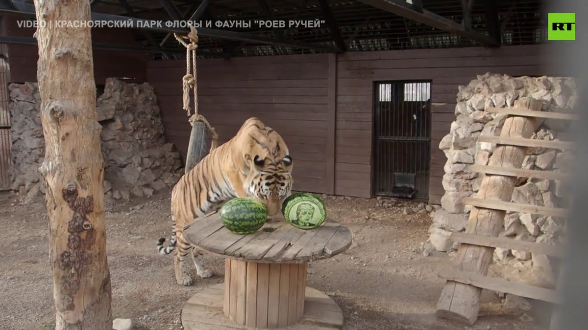 Trước khi cuộc bầu cử Tổng thống Mỹ vào ngày 3/11 diễn ra, 2 con hổ tên Khan, Bartek và 1 con gấu tên Buyan của sở thú Royev Ruchey đưa ra dự đoán ông Biden sẽ đắc cử và trở thành chủ nhân mới của Nhà Trắng.