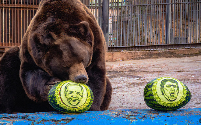 Bên cạnh ông Lichtman, dư luận cũng dành nhiều lời khen cho tài dự đoán của 3 "nhà tiên tri" động vật đến từ sở thú Royev Ruchey ở thành phố Krasnoyarsk, Nga.