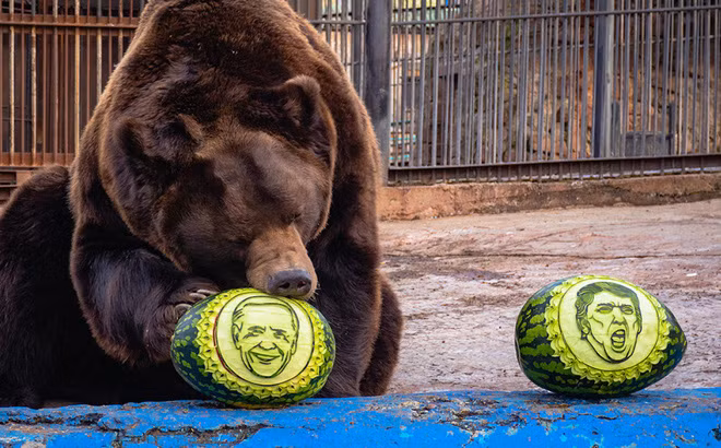 Bên cạnh ông Lichtman, dư luận cũng dành nhiều lời khen cho tài dự đoán của 3 "nhà tiên tri" động vật đến từ sở thú Royev Ruchey ở thành phố Krasnoyarsk, Nga.