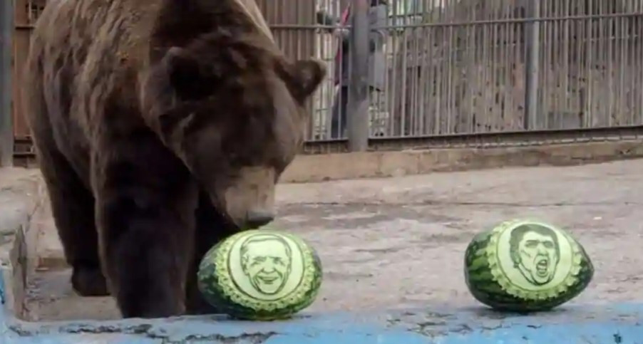 Khi ấy, nhân viên sở thú lấy ra 2 quả dưa hấu có khắc hình ảnh ông Biden và ông Trump. Kế đến, họ để 3 con vật trên lựa chọn một trong 2 quả dưa hấu để đưa ra dự đoán ứng viên nào sẽ đắc cử Tổng thống Mỹ.