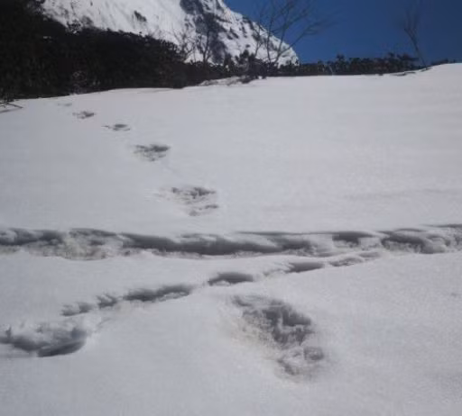 Theo đó, các chuyên gia tìm thấy một số dấu chân khổng lồ, mẫu xương, da, răng, lông tóc và mẫu phân được cho là của quái vật Yeti. Thế nhưng, kết quả kiểm tra cho thấy những mẫu này thuộc về một loài chó và gấu.