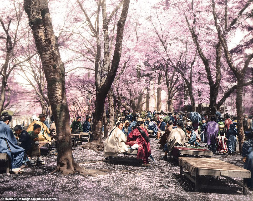Con đường với những hàng cây hoa anh đào nở rộ ở Hanami, Yokohama, Nhật Bản năm 1910.