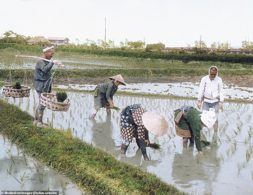 Những người nông dân Nhật Bản làm việc cần mẫn trên cánh đồng. Ảnh chụp vào khoảng năm 1910.