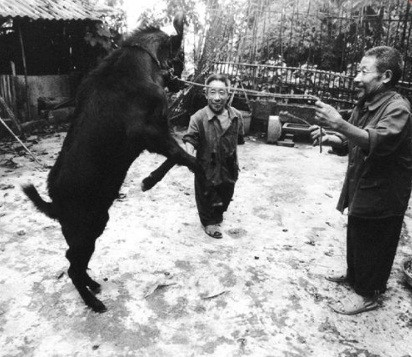 Một giai thoại khác cho rằng, sở dĩ nhiều người dân trong làng Yangsi có chiều cao kiêm tốn là do liên quan đến tâm linh, trong đó có việc chôn cất tổ tiên chưa tốt. Hay câu chuyện về việc dân làng ăn thịt con rùa đen có tứ chi kỳ lạ nên đời con cháu của họ phải trả giá.