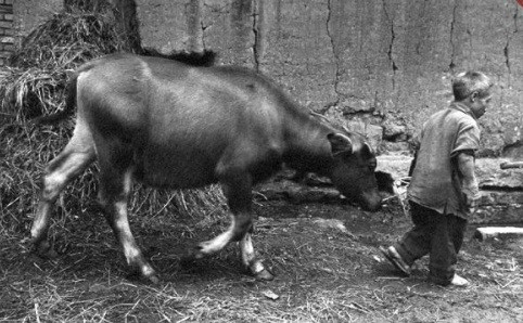 Dù được các bác sĩ thăm khám và điều trị nhưng họ không tìm ra nguyên nhân của căn bệnh khiến những đứa trẻ ốm yếu.