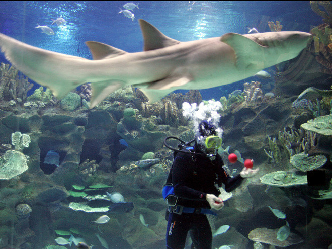 Những kỷ lục ấn tượng mà ông Furman xác lập được có thể kể đến như: nhảy pogo lên một ngọn núi, vừa chạy marathon vừa tung hứng và đẩy một quả cam bằng mũi đi một quãng đường 1,6 km, dập lửa trên mỏ hàn bằng lưỡi, vừa đi bộ dưới nước vừa tung hứng giữa đàn cá mập...