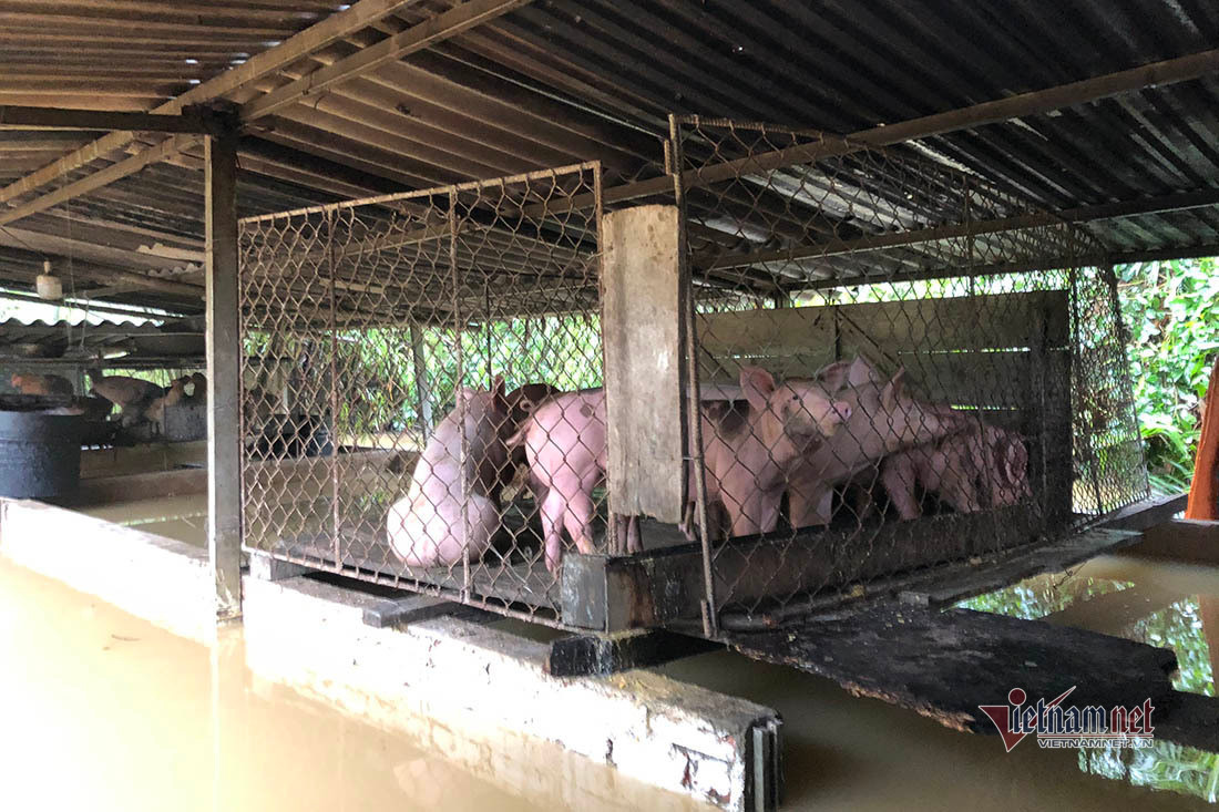 Canh tuong nuoi lon, trau bo mua lu chua tung thay o Nghe An-Hinh-4