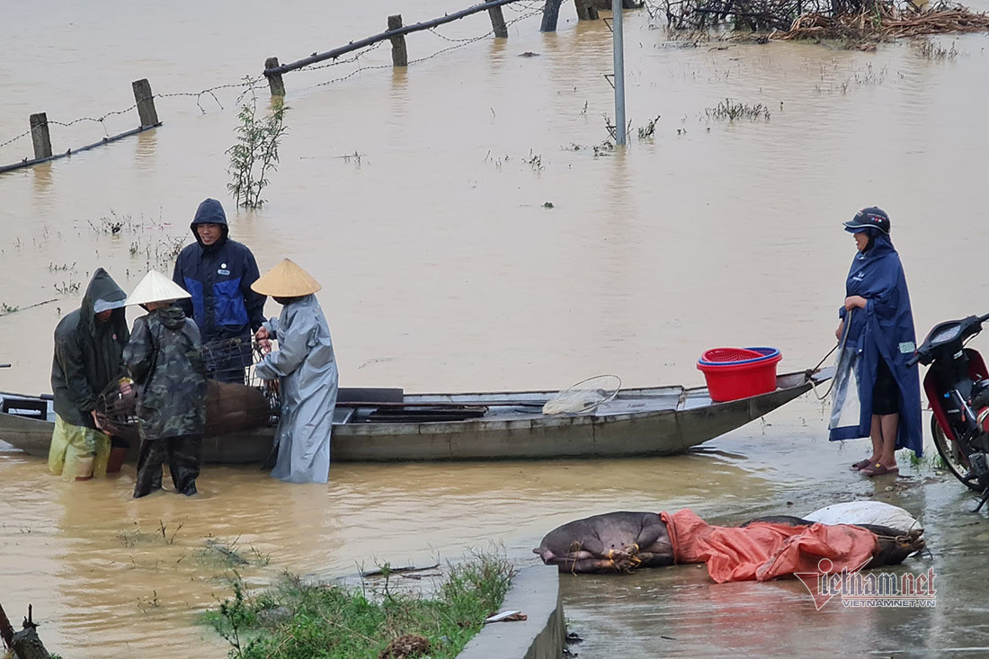 Canh tuong nuoi lon, trau bo mua lu chua tung thay o Nghe An-Hinh-6