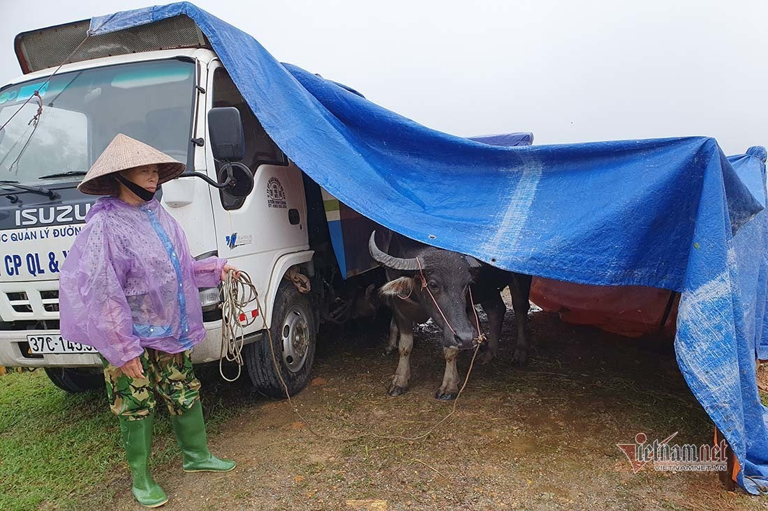 Canh tuong nuoi lon, trau bo mua lu chua tung thay o Nghe An-Hinh-12