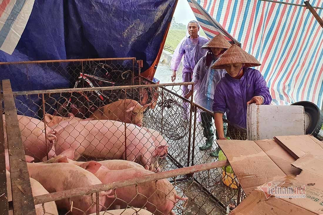 Canh tuong nuoi lon, trau bo mua lu chua tung thay o Nghe An-Hinh-11