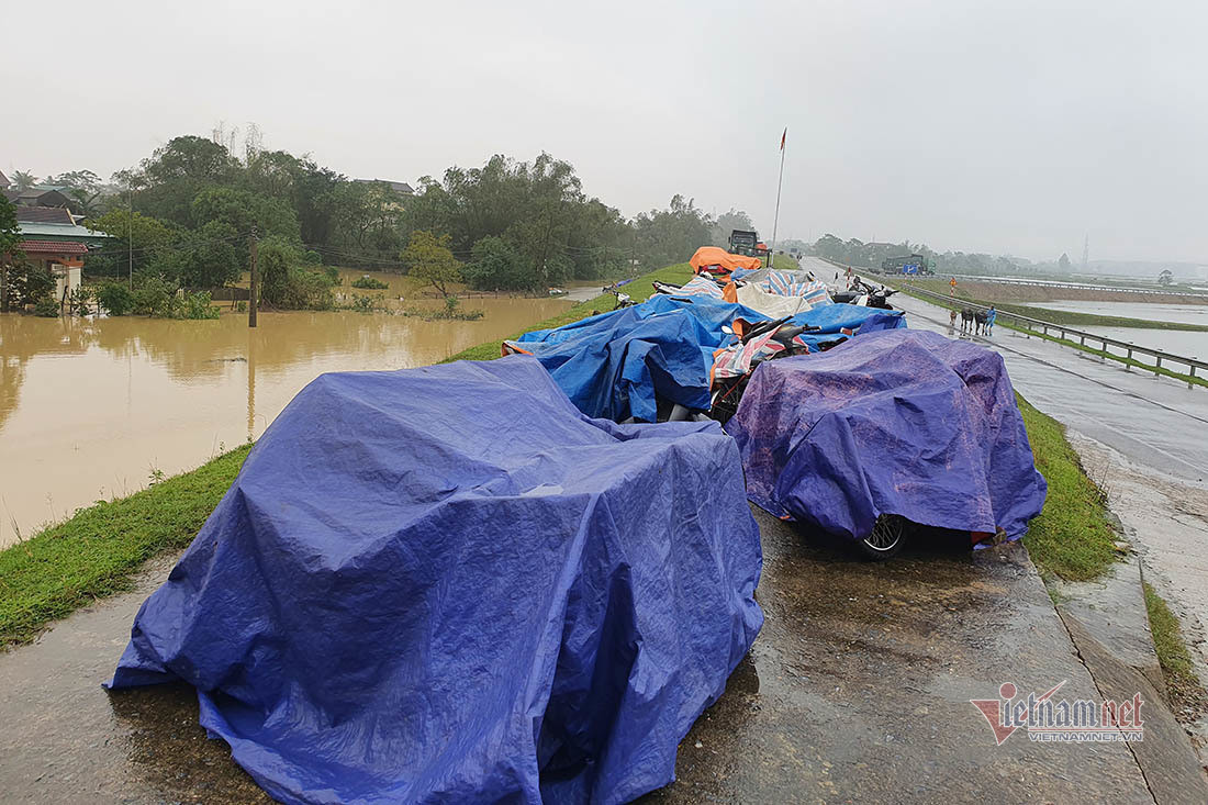 Canh tuong nuoi lon, trau bo mua lu chua tung thay o Nghe An-Hinh-9