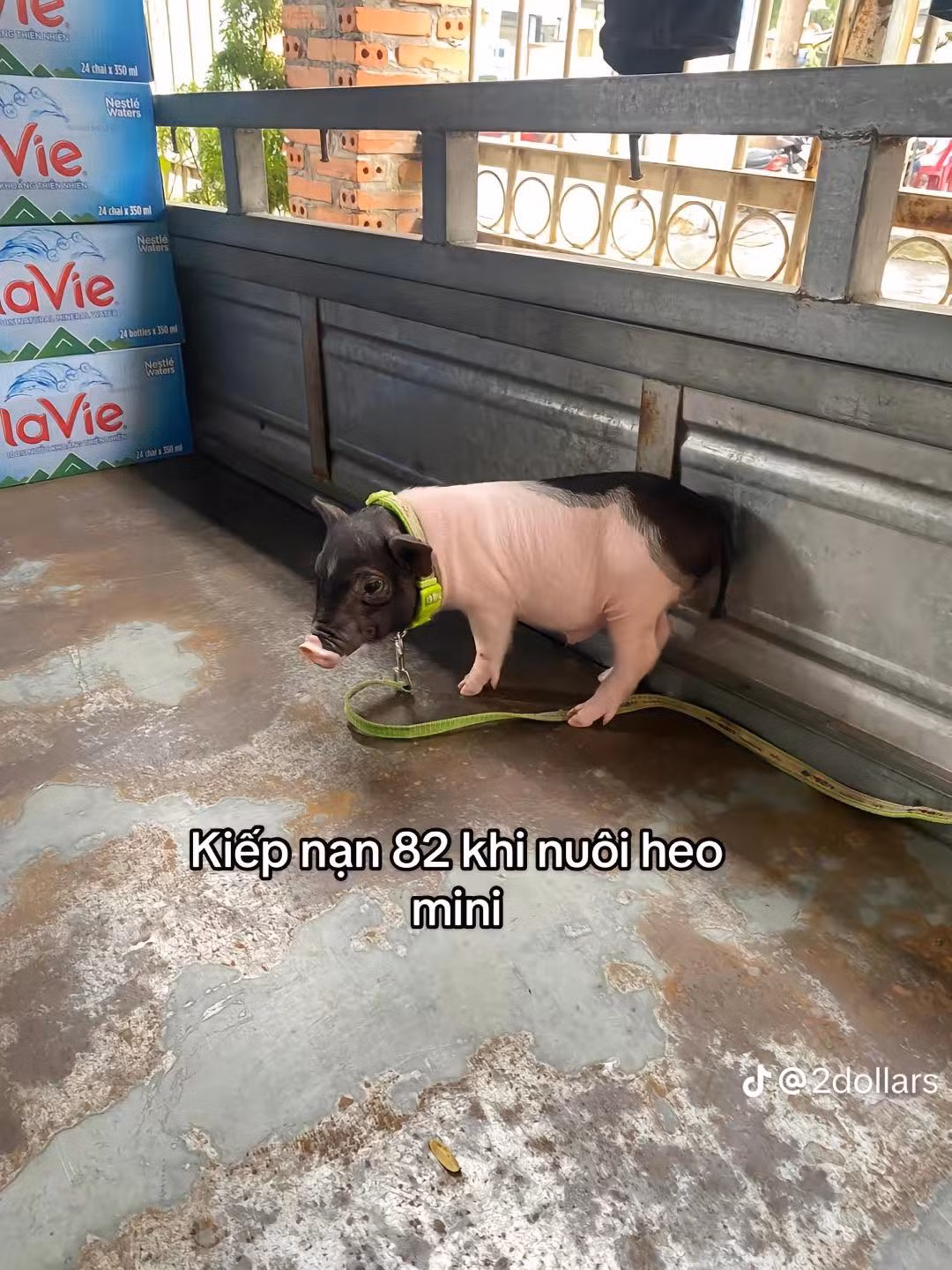 Mới đây, một chàng trai chia sẻ về câu chuyện dở khóc dở cười khi mua heo cảnh size mini về nuôi và cái kết "tá hỏa".