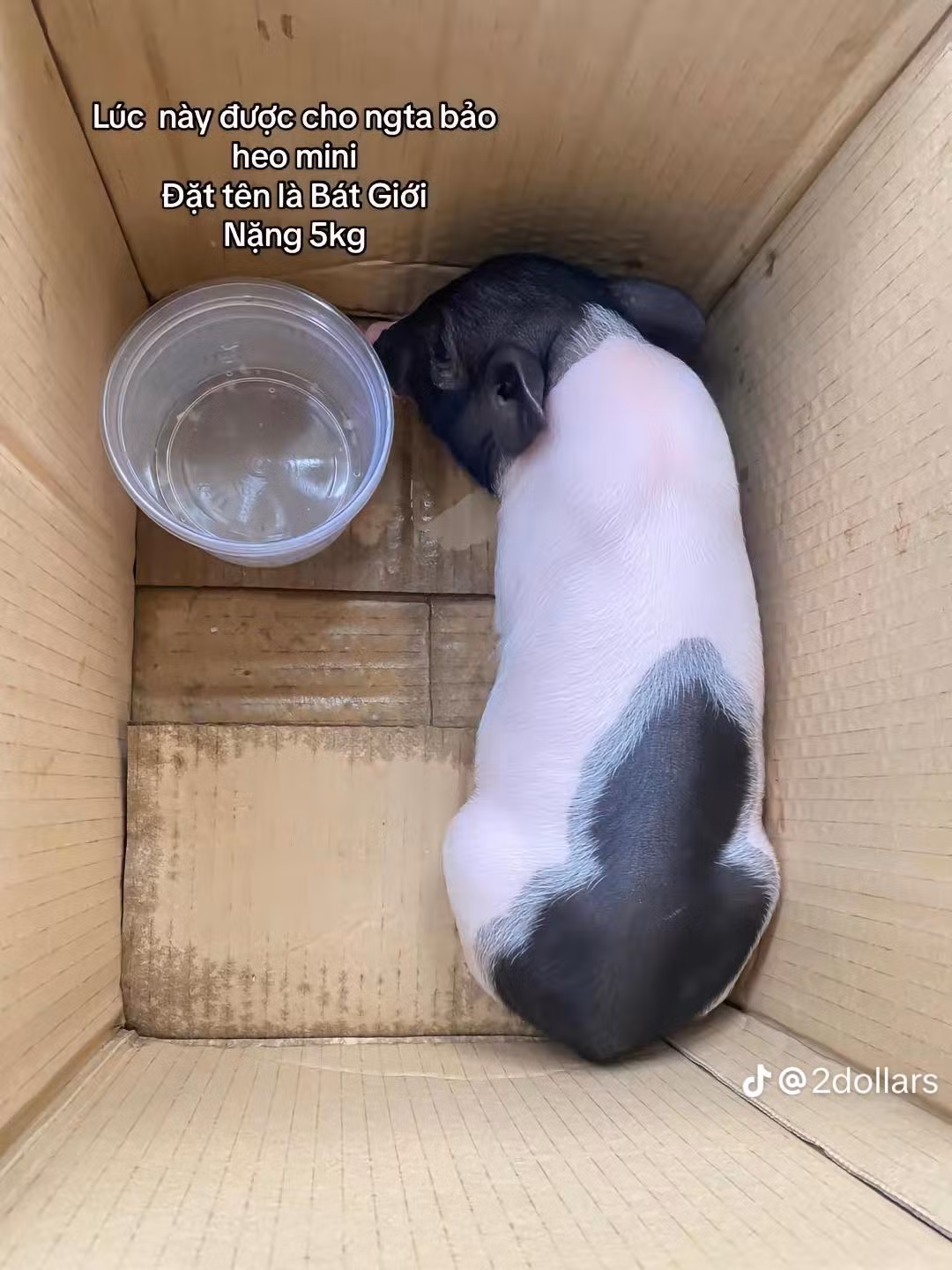 Theo chia sẻ, chàng trai đã tin tưởng lời giới thiệu của người bán đây là giống heo cảnh mini hay còn gọi là heo hương, vì cân nặng tối đa chỉ khoảng 3 kg nên mong muốn được "rước" em nó về nuôi trong nhà.