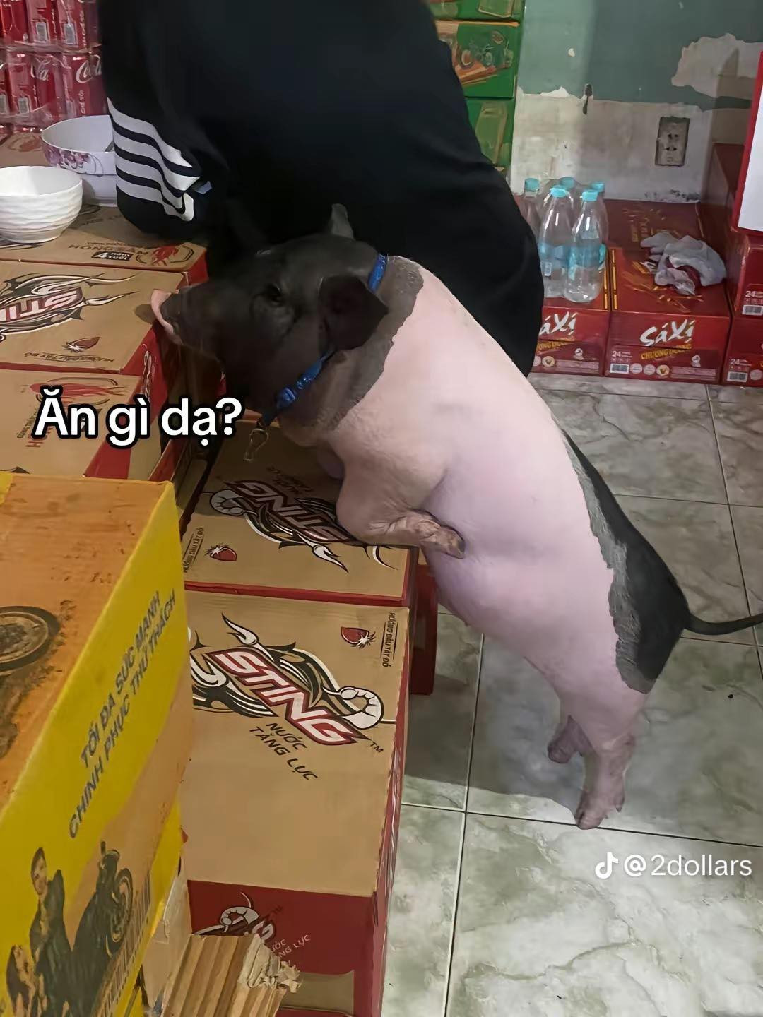 Anh chàng này có lẽ đem nó về nuôi quá nhiệt tình nên khiến chú heo cảnh chẳng khác gì một chú heo thường nuôi lấy thịt cả.