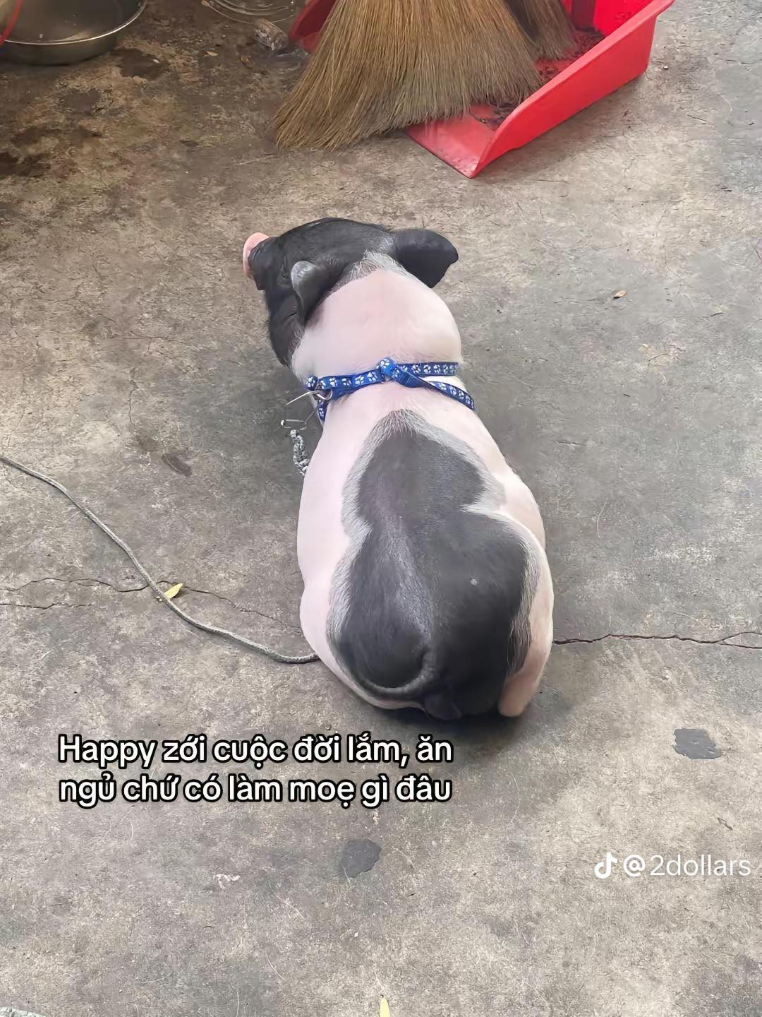 Lúc đầu mới nuôi heo cảnh rất thông minh và sạch sẽ. Nhưng chỉ vài tháng sau nhìn thân hình đồ sộ của chú heo khiến chàng trai phải kêu trời.