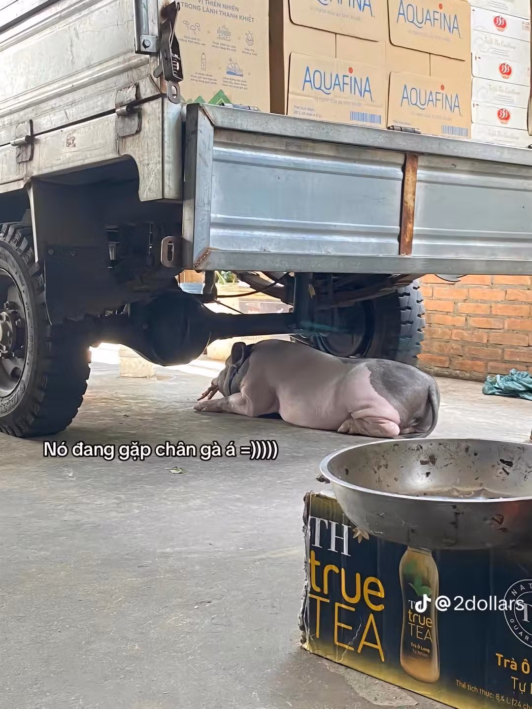 Phần lớn cư dân mạng để lại bình luận an ủi chàng trai, bởi lẽ dù con heo kích cỡ quá lớn nhưng nó vẫn đáng yêu và ngoan ngoãn.