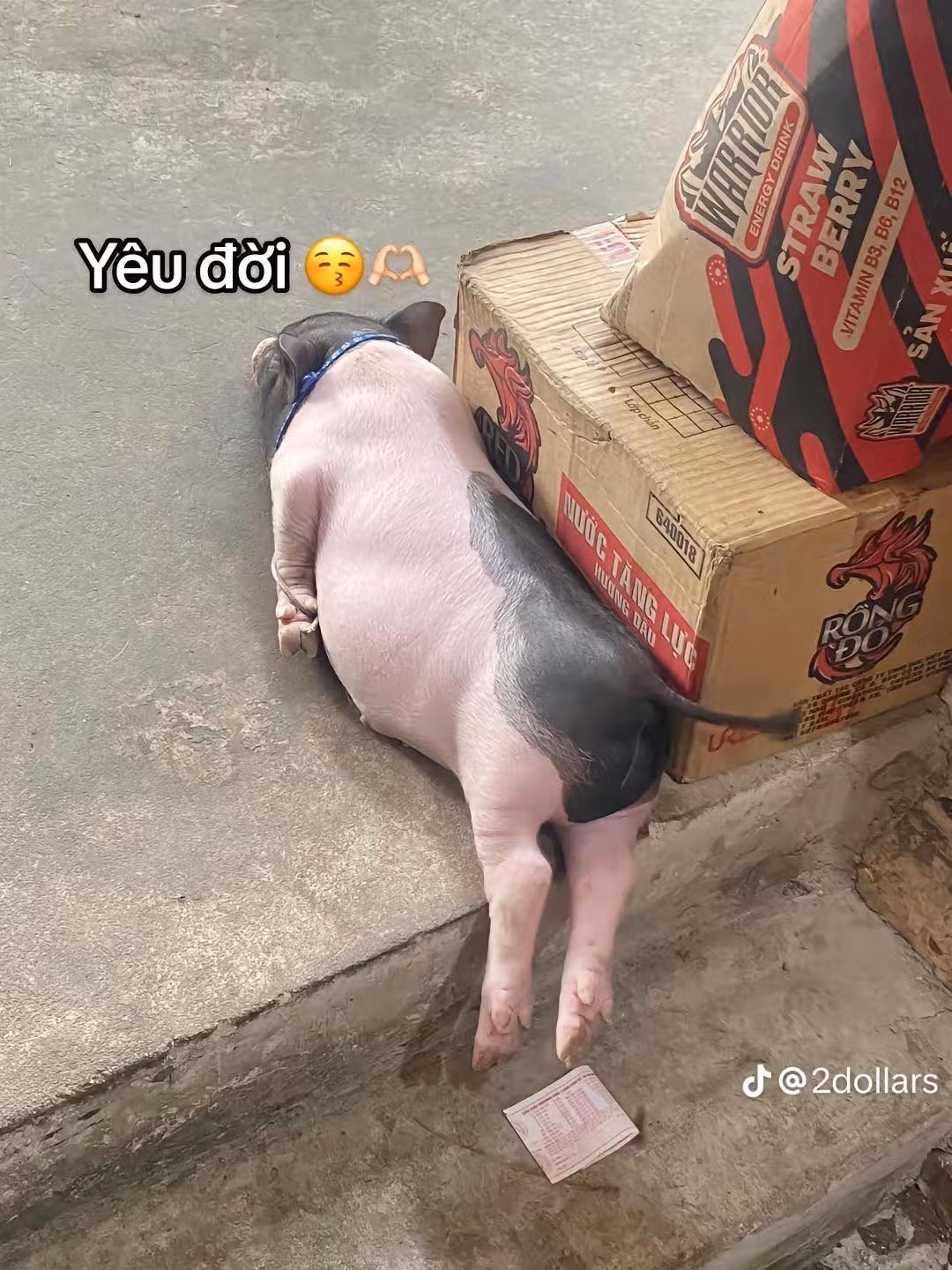 Qua hình ảnh chia sẻ về quá trình phát triển của "thú cưng" có thể thấy chú heo được cho là size mini này lớn nhanh như thổi.