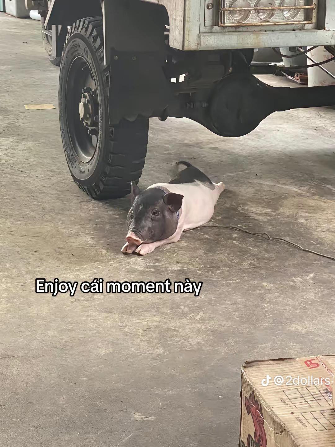 Được biết, heo cảnh thường chỉ nặng 2 - 10 kg, nhưng nếu môi trường phù hợp phát triển tốt chúng có thể nặng đến 30 kg. Hoặc có thể phát tướng lên quá đà nếu nuôi được 3 - 5 năm trong điều kiện phát triển tốt.