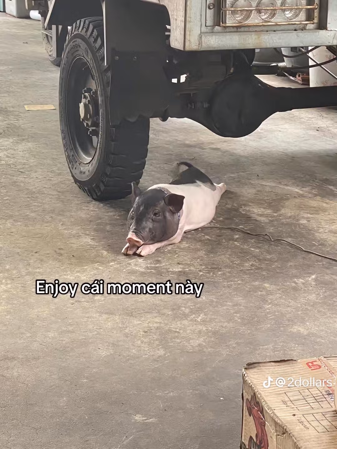 Được biết, heo cảnh thường chỉ nặng 2 - 10 kg, nhưng nếu môi trường phù hợp phát triển tốt chúng có thể nặng đến 30 kg. Hoặc có thể phát tướng lên quá đà nếu nuôi được 3 - 5 năm trong điều kiện phát triển tốt.