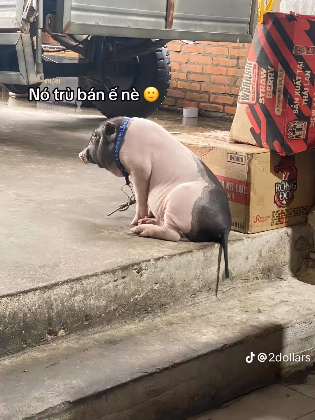 Thay vì cân nặng chỉ 3kg như lời người bán, giờ nó đã gần cả tạ khiến chủ nhân phải bất ngờ.