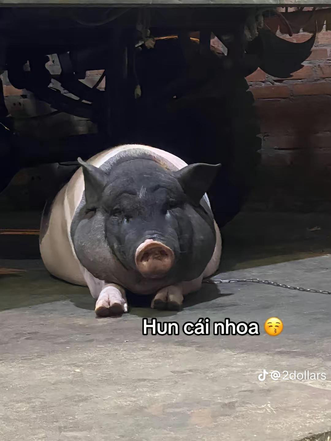 Chú heo cảnh mini qua thời gian đã lớn, mũm mĩm, thậm chí nặng hàng tạ.