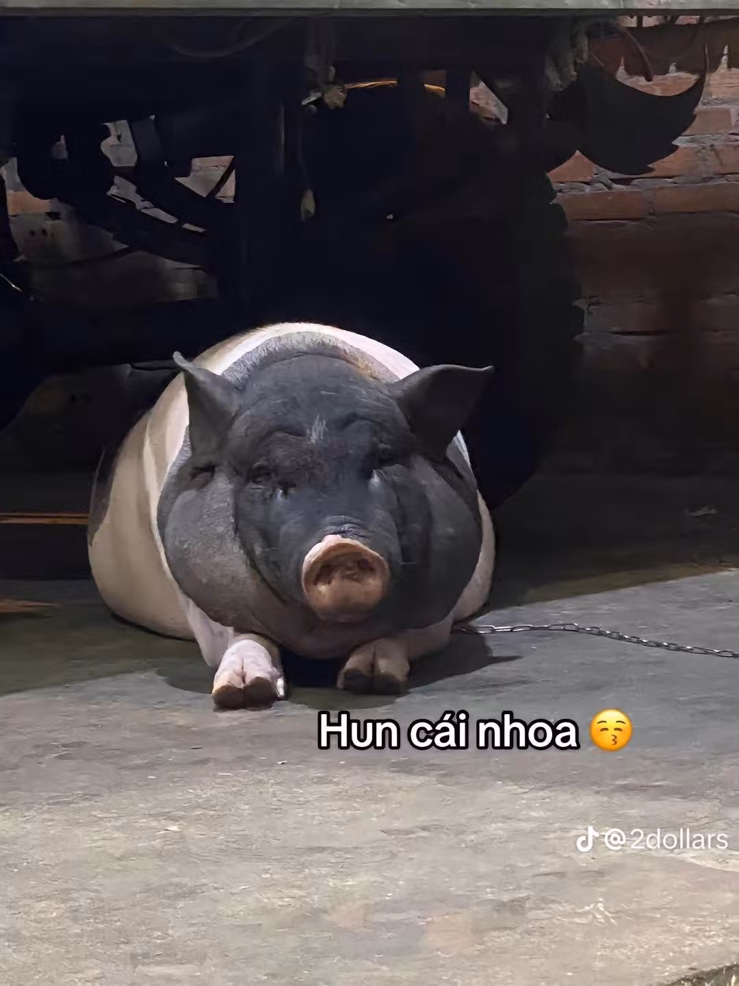 Chú heo cảnh mini qua thời gian đã lớn, mũm mĩm, thậm chí nặng hàng tạ.