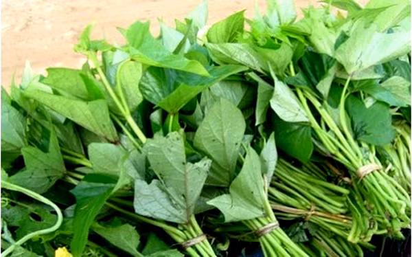 Chữa mụn nhọt làm mủ: Lá khoai lang non 50g, đậu xanh 20g, thêm chút muối, giã nhuyễn đắp lên chỗ đau.