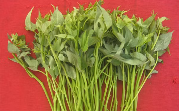 Đọt khoai lang hấp hay nấu canh ăn sẽ giúp tăng sữa ở các bà mẹ đang cho con bú. Ngoài ra, ăn củ khoai lang tươi (gọt, rửa thật sạch) còn giúp phòng say sóng.