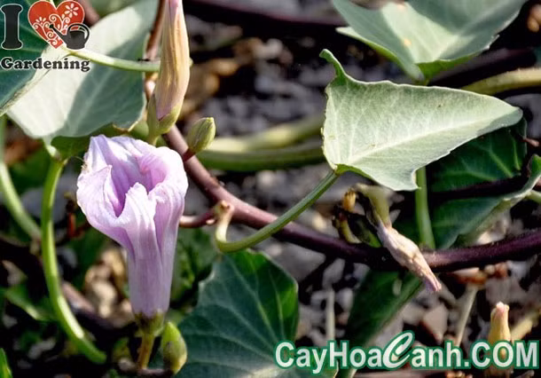 Đặc biệt, trong giống rau muống đỏ chứa một chất giống như insulin nên đối với người mắc bệnh đái tháo đường ăn thường xuyên rau muống đỏ rất tốt...