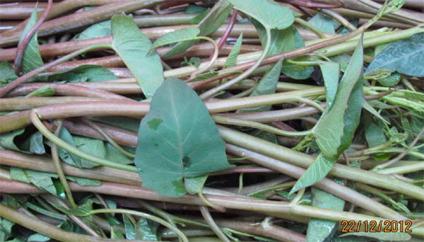 Trị tiểu đường: Rau muống đỏ 60g, râu ngô 30g, sắc lấy nước uống trong ngày, cần uống một thời gian dài. 