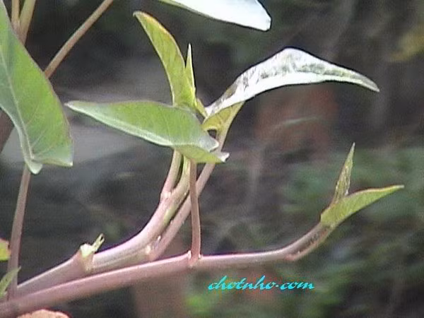 Rau muống có tên khoa học là Ipomoea aquatica Forsk, thuộc họ khoai lang, có tài liệu còn gọi là họ bìm bìm (Convolvulaceae). Theo kết quả phân tích của y học hiện đại, trong 100g rau muống có: 78,2g nước, 85mg canxi, 31,5mg phốt pho, 20g vitamin C và một hàm lượng nhỏ protein, sắt, vitamin B2, carôten, axit nicotic. 