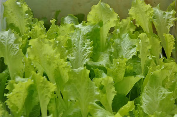 Hơn nữa, thực phẩm có màu xanh lá cây sẽ tốt cho gan. Bởi trong các loại thực phẩm này có chứa chất diệp lục màu xanh lá cây rất giàu các chất vitamin như vitamin A có lợi cho gan, bảo vệ dạ dày và ruột, ngăn ngừa táo bón và ung thư trực tràng. Ngoài ra, việc tiêu thụ các loại thực phẩm màu xanh lá cây có thể duy trì sự cân bằng axit vốn có trong cơ thể.