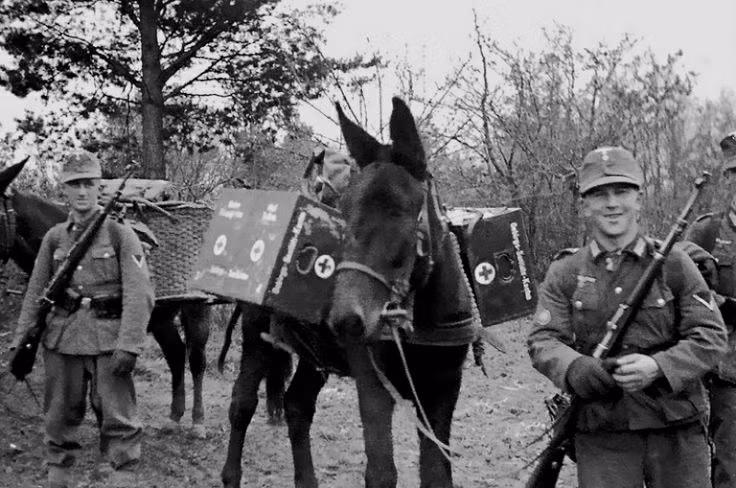 Tuy không còn phổ biến trong biên chế quân đội các nước, tuy nhiên không thể phủ nhận được "sứ mệnh lịch sử" của loại động vật này trong lịch sử hàng nghìn năm qua của con người. Nguồn ảnh: Histomil.