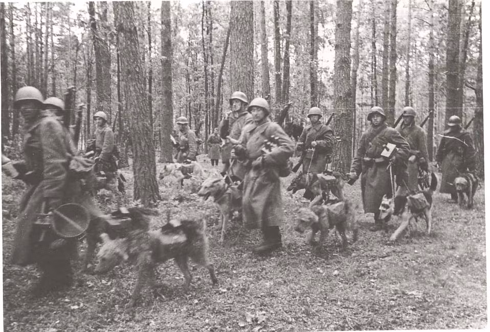 Sau chiến tranh, Liên Xô vẫn tiếp tục sử dụng chiến thuật chó cảm tử này cho đến những năm 1990. Ngoài việc diệt xe tăng, chó cảm tử còn có thể thực hiện các công việc khác như dò mìn, kích nổ mìn hay mang đồ cứu thương trên mặt trận. Hoàn toàn công bằng khi nói, chiến thắng vĩ đại của Hồng Quân có sự góp sức rất đáng kể của những chú chó cảm tử quân này. Nguồn ảnh: Britmodell.