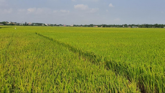 Khi nhận diện xác chồng, Văn Thị Thủy còn gào khóc thảm thiết: “Anh ơi, anh chết, em và hai con sẽ sống ra sao! Mấy ngày trước, anh nói đi chơi về bàn công chuyện làm mía, hứa sao không làm...”. Người dân địa phương cho biết, vợ chồng ông Trần Văn Nhân và Văn Thị Thủy làm ăn khá giả, đất đai rộng, hai con trai là Trần Tuấn Duy, 12 tuổi và Trần Tuấn Vinh, 9 tuổi, đều học giỏi. Đầu năm 2012, vợ chồng trẻ này mua máy suốt lúa, làm thuê cho vùng lúa Mỹ Tú, cũng kiếm thêm khá khá. (Ảnh minh họa, nguồn ảnh, Internet)