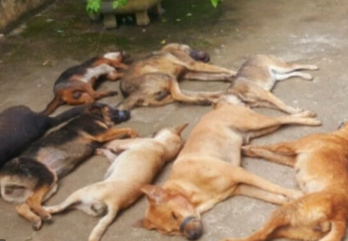 Tuy nhiên, tài xế không dừng mà tăng ga bỏ chạy. Tổ công tác truy đuổi gần 2 km thì dừng được xe. Lúc này, các đối tượng trên xe bung cửa xe, chạy trốn. Khi kiểm tra trong thùng xe, tổ công tác phát hiện 28 con chó bị nhốt trong rọ sắt và bao nhựa, trong đó 11 con đã chết, 17 con còn sống; tổng trọng lượng gần 400 kg. Vụ việc sau đó được bàn giao cho Công an huyện Lắk thụ lý điều tra. 