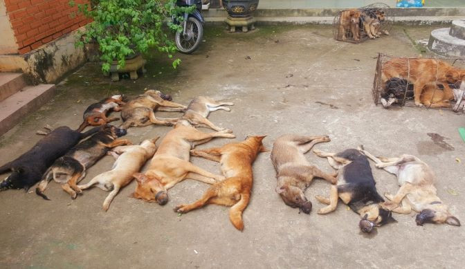 Trước đó, khoảng 3h45, ngày 2/11, trong lúc tuần tra trên QL27 đoạn qua xã Đắk Nuê (huyện Lắk) một tổ công tác của Phòng CSGT Công an tỉnh Đắk Lắk phát hiện xe ô tô tải BS 47C-244.95 đi từ hướng tỉnh Lâm Đồng về Đắk Lắk có nhiều biểu hiện nghi vấn nên ra tín hiệu dừng kiểm tra. 