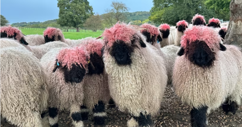 Diện mạo mới của bầy cừu sau khi cọ đầu vào sơn đỏ Dien mao moi cua bay cuu sau khi co dau vao son do