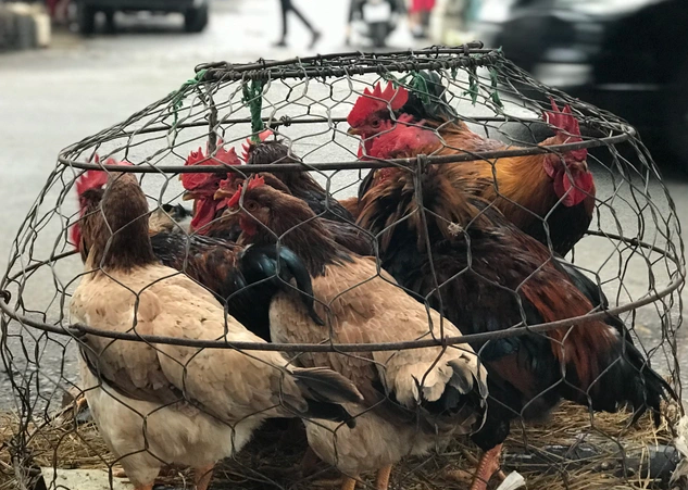 Sau một ngày thuyết phục, động viên, cuối cùng chị T. đã thay đổi lời khai. Chị T. cho hay, sáng 26/5/2022, chị nhận được cuộc điện thoại từ số 0787.449.19x để đặt mua gà. Địa điểm giao hàng là ở khu vực xã Thanh Luông (huyện Điện Biên). (Ảnh minh họa, nguồn ảnh Internet)