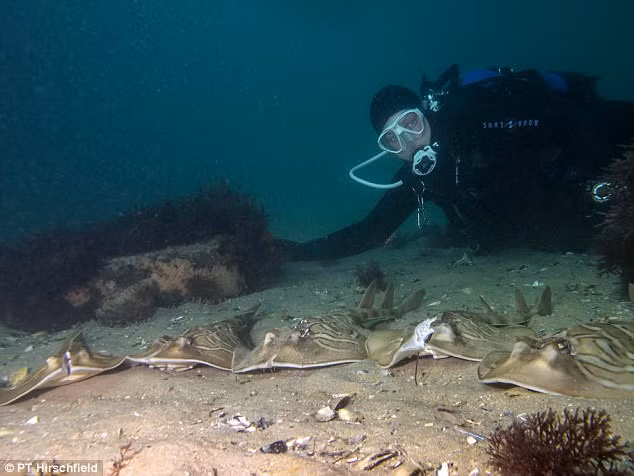 Chúng ưa thích vùng cạn, cát, đá ngầm và các thảm cỏ biển. Được đánh giá là vô hại, những con cá đuối vây tia dễ dàng được tiếp cận bởi con người. Và có lẽ cũng vì lý do đó, chúng dễ dàng bị con người làm tổn thương. (Nguồn Dailymail)
