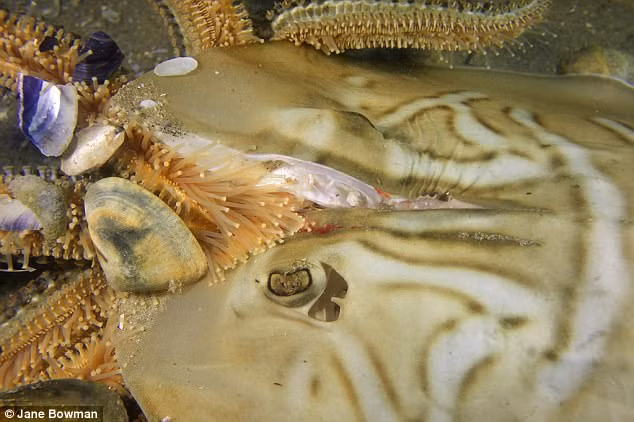 Con vật đã chết vì đau đớn sau khi đầu của nó bị chẻ làm hai trong các cuộc tấn công, săn bắt cá của ngư dân địa phương. (Nguồn Dailymail)