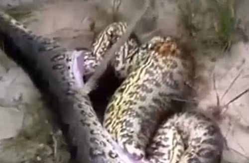 Nằm trong bụng của nó không phải loài gia súc kích thước khủng nào mà chính là một con trăn cùng loài khác, có kích thước tương đương với kẻ đã nuốt chửng mình. (Ảnh: Mirror)