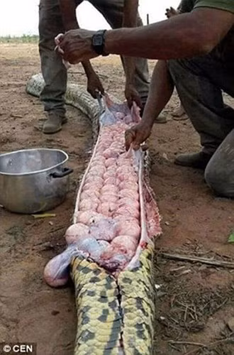 Nghi ngờ một con trăn khổng lồ đã giết chết và ăn thịt gia súc của mình do nó có kích thước to bất thường, người dân ở một ngôi làng thuộc Nigeria đã quyết định giết và mổ bụng con trăn. Tuy nhiên, khi mổ bụng nó, họ giật mình kinh ngạc khi thấy trong bụng nó là hàng trăm quả trứng trăn rất to. (Ảnh: Metro)