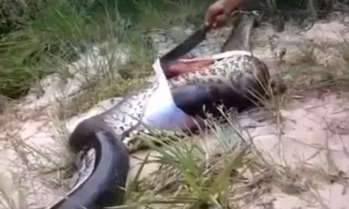 Trong ảnh là cảnh tượng một người đàn ông đang cầm dao mổ bụng trăn khổng lồ Nam Mỹ khi phát hiện nó chết thảm trong bụi cây. Nghi ngờ con trăn nuốt phải gia súc quá to, người ta đã mổ bụng để chứng thực nghi vấn. Tuy nhiên, khi mổ bụng trăn khổng lồ, người ta phát hiện điều đáng sợ hơn. (Ảnh: Mirror)